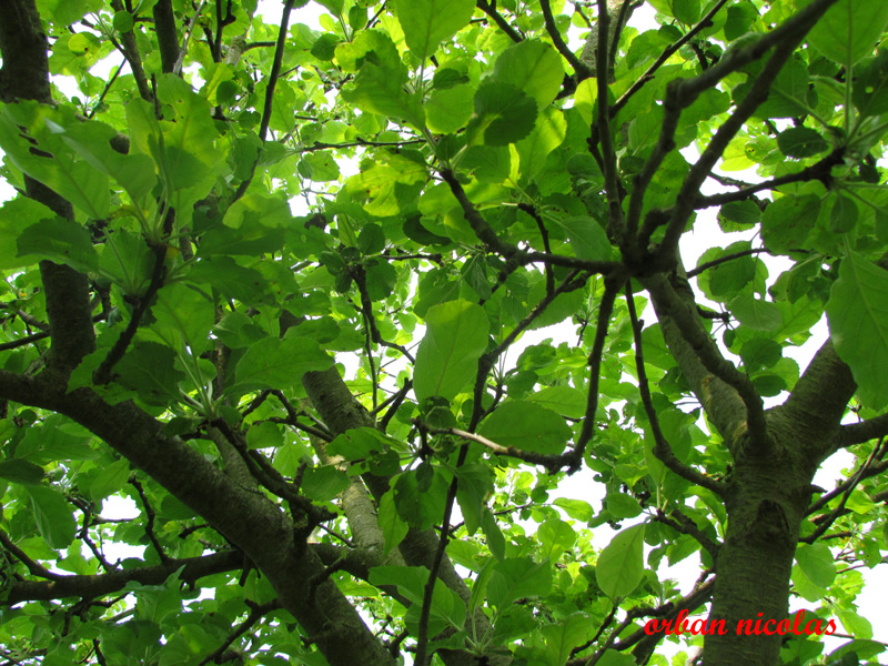 arbres et branches Img_2492-34f63ea