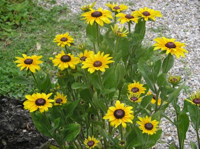 Rudbeckia Black-Eyed Susan Juin-2012-046-3602633