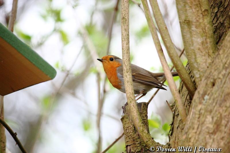 mésange et rouge-gorge ( 3 avril 2012 ) Dpp_oiseaux---0019-3331641