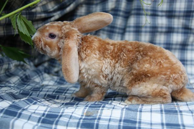 Les pelages du lapin bélier nain Index-357ea2a