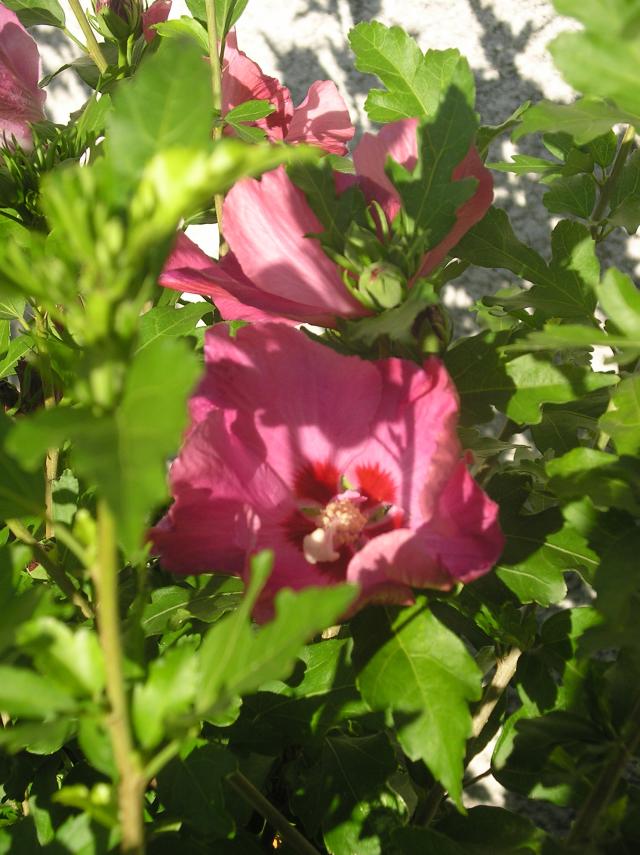 Hibiscus Syriacus - Page 2 Juillet-2012-012-3646659