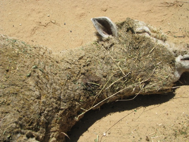 Mutilation de moutons 2011 et d'un veau 2012 Dog-mutilation-01-347a04c