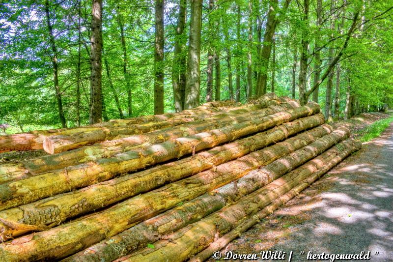 promenade sur hertogenwald - les hautes fagnes le 28-05-2012 Dpp_hertogenwald---0014-350e03e