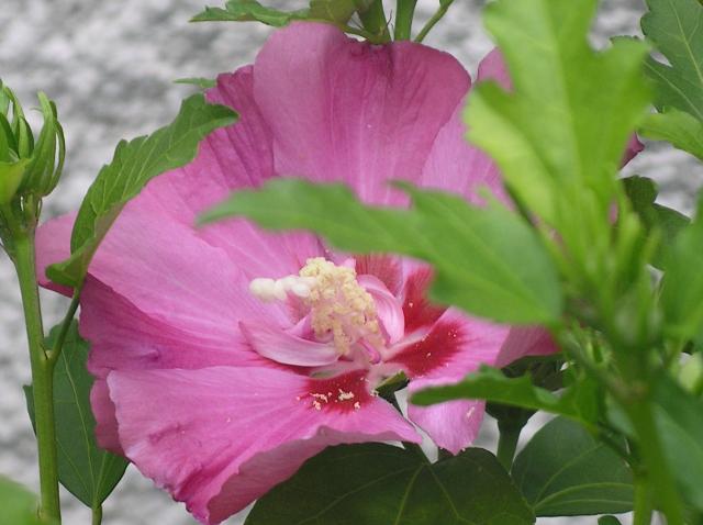 Hibiscus Syriacus - Page 2 Juillet-2012-014-3641875