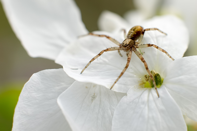 Les gardiennes de fleurs _1370415-343cdfb