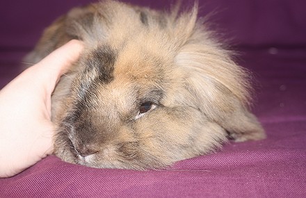 [PLUS A L'ADOPTION MAIS PARRAINABLE] Pao, lapin bélier qui n'a pas eu de chance [Rongeurs en Destress] Pao3-32c05eb