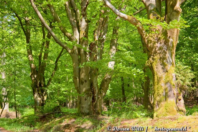 promenade sur hertogenwald - les hautes fagnes le 28-05-2012 Dpp_hertogenwald---0018-350e12a