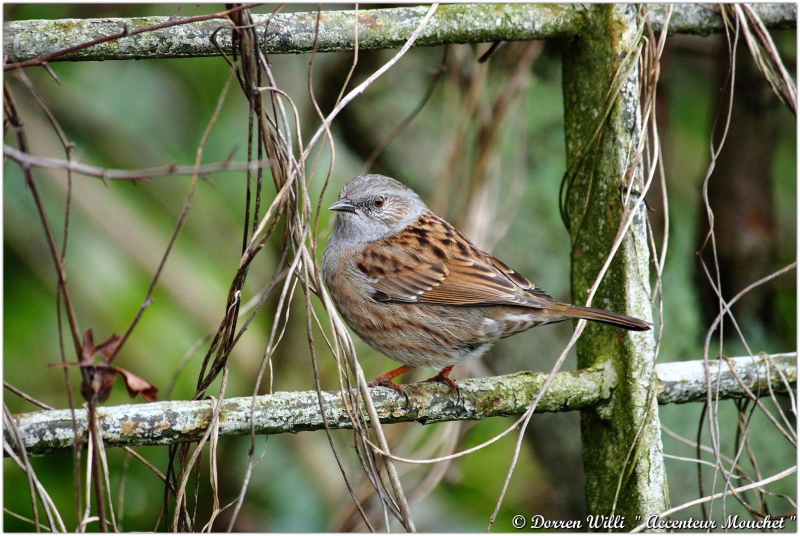 L'@ccenteur mouchet dans mon jardin 2012 Dpp_mouchet---0022-37085a3