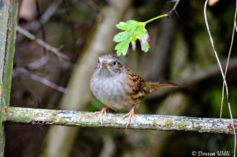 Les oiseaux du Lundi 29 octobre 2012 (20 photos) Dpp_d7000---0018-39208d5