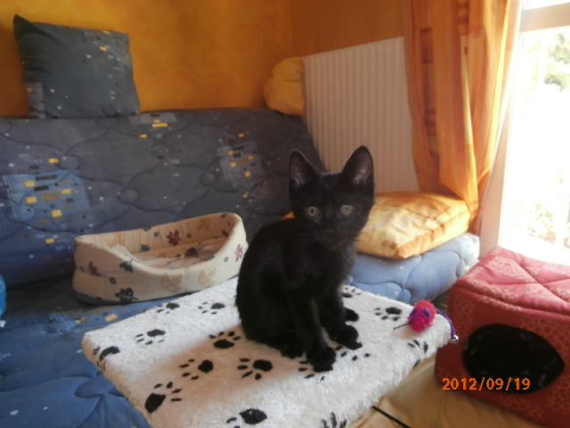 2 Chatonnes noires 2 mois (13) P9190053-383c0a0