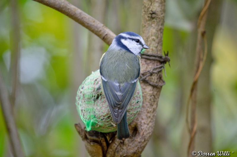 Les oiseaux du Lundi 29 octobre 2012 (20 photos) Dpp_d7000---0009-39207cf