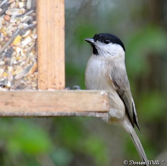 Mésange Nonette ou Boréale Dpp_oiseaux---0014-395cbdb