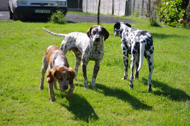 DOUDOU, CROISE DALMATIEN???/BRAQUE MALE 1 AN ...(béthune box 11) ...asso les toutous 2ème chance dpt 60 Imgp0265-36e31bc