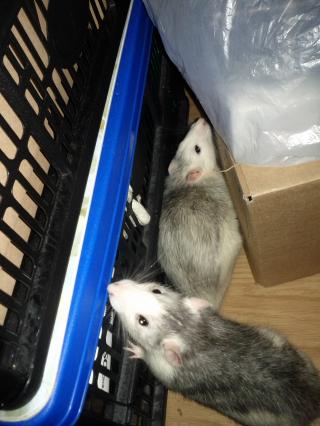 [Adoptés][Rongeurs en Destress] Pee-Wee et Sweeney, 2 rats mâles Img_20121005_204756-3971b82