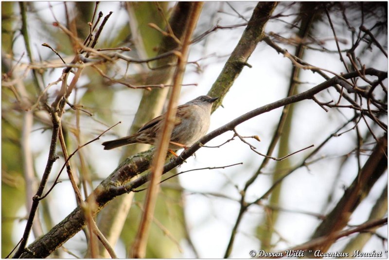 L'@ccenteur mouchet dans mon jardin 2012 Dpp_mouchet---0012-3708525