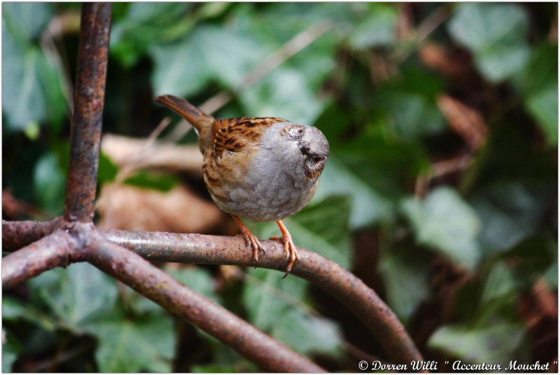 L'@ccenteur mouchet dans mon jardin 2012 Dpp_mouchet---0020-3708588