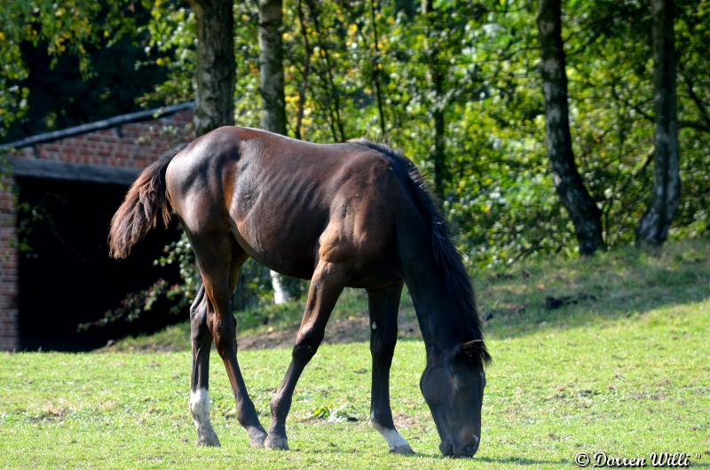 des chevaux Dpp_d7000---0005-3800a3f