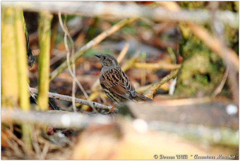 L'@ccenteur mouchet dans mon jardin 2012 Dpp_mouchet---0011-370850e