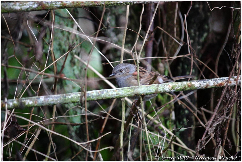 L'@ccenteur mouchet dans mon jardin 2012 Dpp_mouchet---0015-370854d