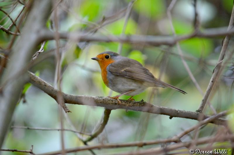 Les oiseaux du Lundi 29 octobre 2012 (20 photos) Dpp_d7000---0003-3920708