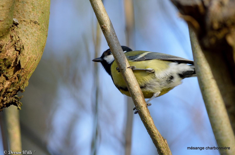 Mésanges Charbonnières / 25 nov 2012 Dpp_forum-oiseaux---0018-39e1f13