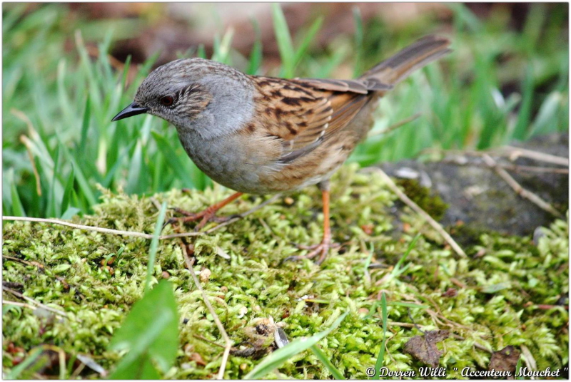 L'@ccenteur mouchet dans mon jardin 2012 Dpp_mouchet---0009-37084f4