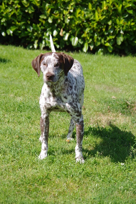 DOUDOU, CROISE DALMATIEN???/BRAQUE MALE 1 AN ...(béthune box 11) ...asso les toutous 2ème chance dpt 60 Imgp0248-36e318b