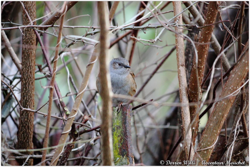 L'@ccenteur mouchet dans mon jardin 2012 Dpp_mouchet---0001-37084b3