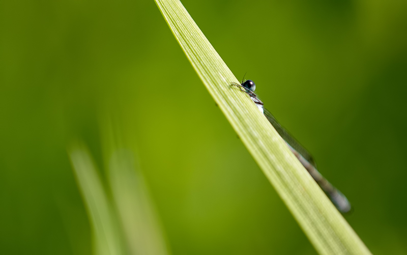 Mon oeil et la boucle _1070823-37186b3