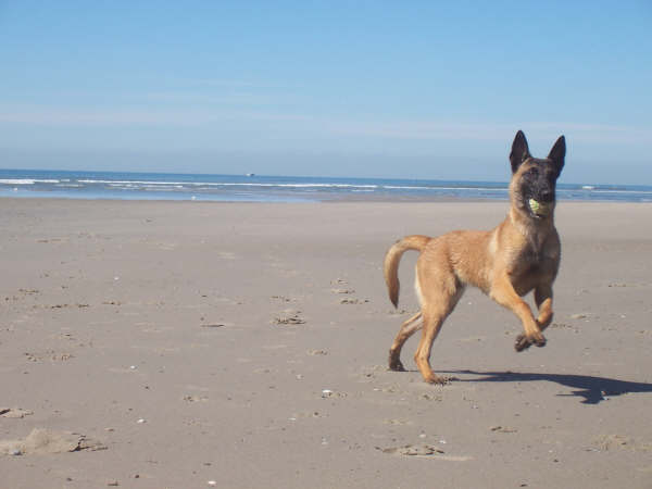 Concours photo chien en apesanteur 2012 Photo-kodak-148-1--39cd5f0