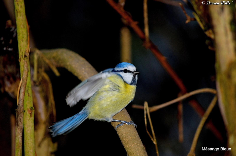 mésange bleue faite au flash - 24 nov 2012 Dpp_forum---0021-39d76f2