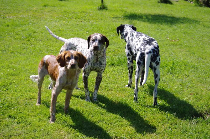 DOUDOU, CROISE DALMATIEN???/BRAQUE MALE 1 AN ...(béthune box 11) ...asso les toutous 2ème chance dpt 60 Imgp0264-36e31a8