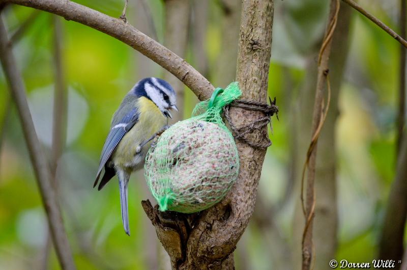 Les oiseaux du Lundi 29 octobre 2012 (20 photos) Dpp_d7000---0007-392079a