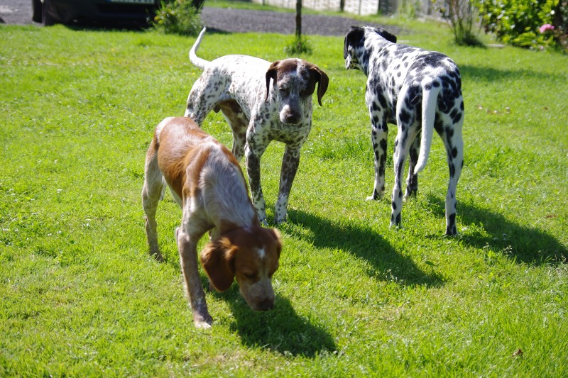 DOUDOU, CROISE DALMATIEN???/BRAQUE MALE 1 AN ...(béthune box 11) ...asso les toutous 2ème chance dpt 60 Imgp0266-36e31c6