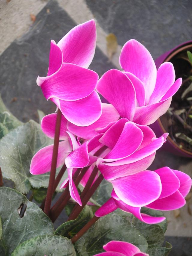 Cyclamen !!! Imgp6821-3a3b755