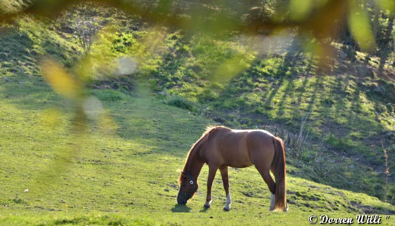 des chevaux Dpp_d7000---0002-3828251