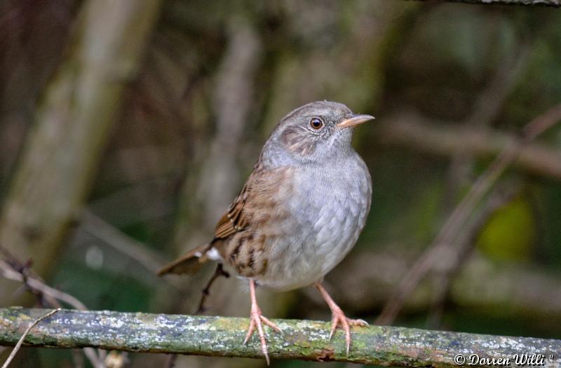 Les oiseaux du Lundi 29 octobre 2012 (20 photos) Dpp_d7000---0015-3920877