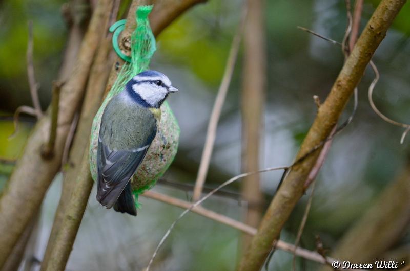 Les oiseaux du Lundi 29 octobre 2012 (20 photos) Dpp_d7000---0020-39208fa