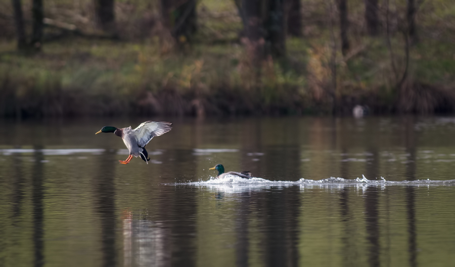 Quelques nanimaux _1140204-39d5b4e