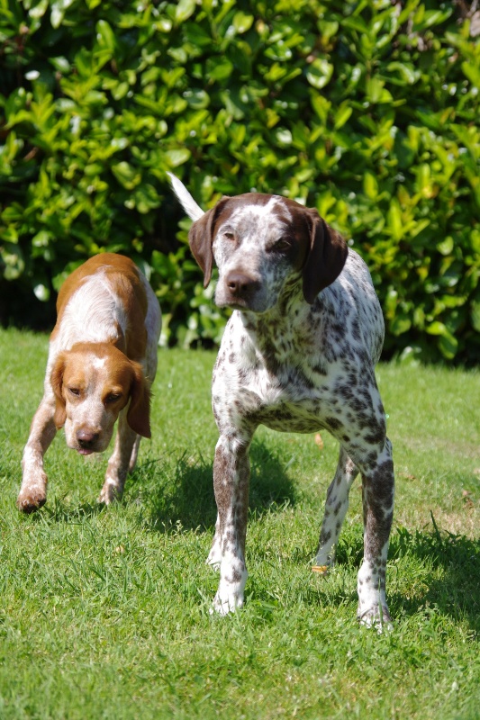 DOUDOU, CROISE DALMATIEN???/BRAQUE MALE 1 AN ...(béthune box 11) ...asso les toutous 2ème chance dpt 60 Imgp0249-36e3194