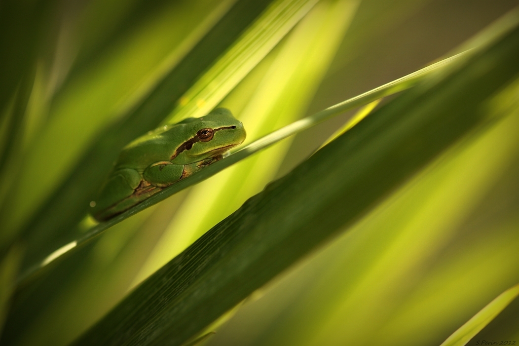 j'ai la raie nette ! ( Canon500d + 100mm ) Img_2514-copier--386e8d0