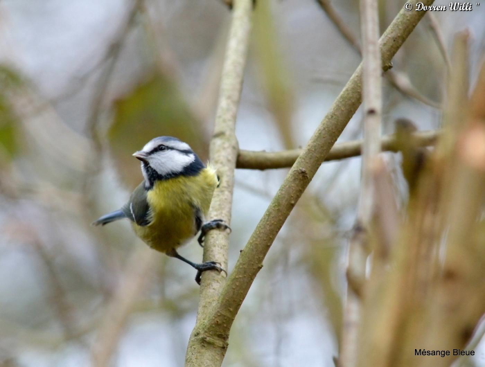 les oiseaux du samedi 24 nov 2012 Dpp_forum---0006-39d76bb