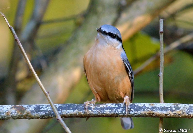 Sittelle Torchepot dans plusieurs pauses / le 14 nov 2012 (15 photos) Dpp_d7000---0014-39966a5