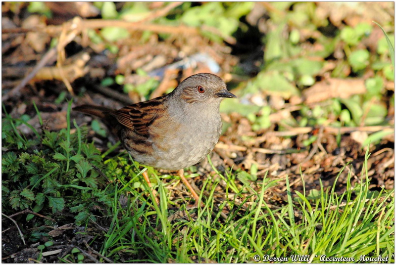 L'@ccenteur mouchet dans mon jardin 2012 Dpp_mouchet---0013-3708534