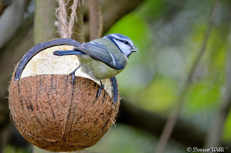 Les oiseaux du Lundi 29 octobre 2012 (20 photos) Dpp_d7000---0013-392083b