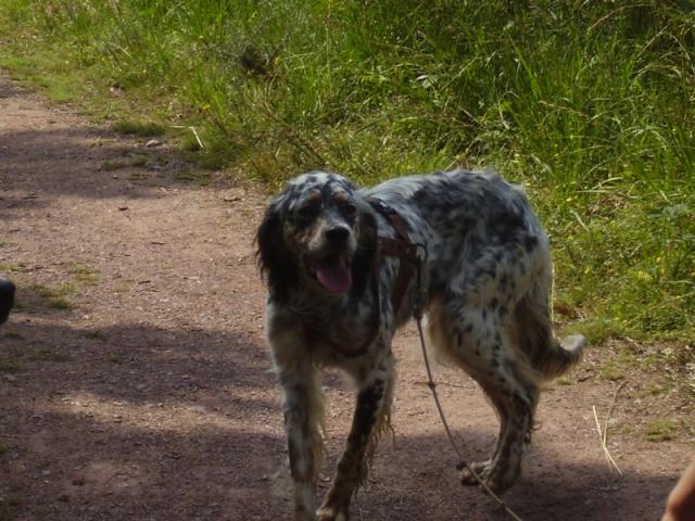 LYLIE - setter  anglais 4 ans -   Asso Bêtes de Scène (en fa) Lilye2-38e54b4