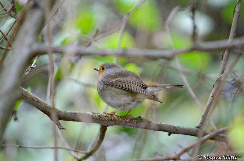 Les oiseaux du Lundi 29 octobre 2012 (20 photos) Dpp_d7000---0004-3920747