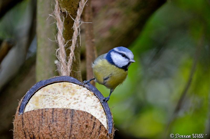 Les oiseaux du Lundi 29 octobre 2012 (20 photos) Dpp_d7000---0010-39207ee