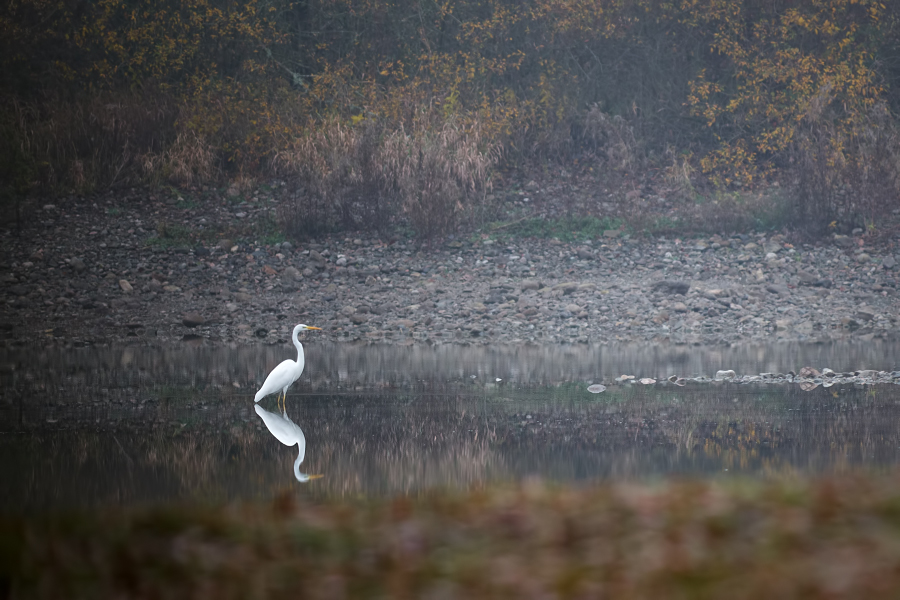 Birds and brouillard _1120733-39a00bf