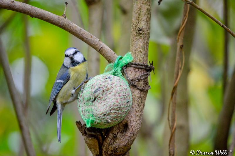 Les oiseaux du Lundi 29 octobre 2012 (20 photos) Dpp_d7000---0006-392077e